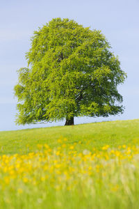 Tree on grassy field against clear sky