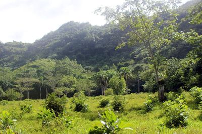 Scenic view of trees in forest against sky