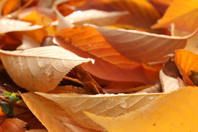 Close-up of orange leaves on plant during autumn