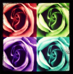 Close-up of rose