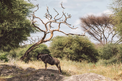 Gnu grazing on field against sky