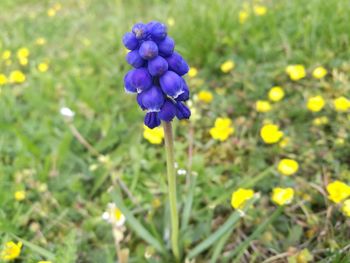 Close-up of purple flowering plant on field