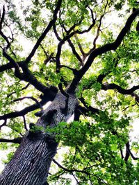 Low angle view of tree