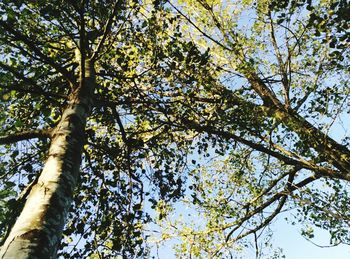Low angle view of tree against sky