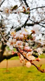 Close-up of cherry blossoms in spring