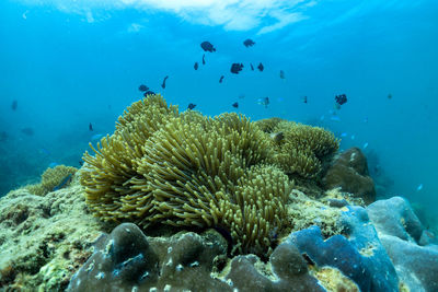 Flock of fish swimming in sea