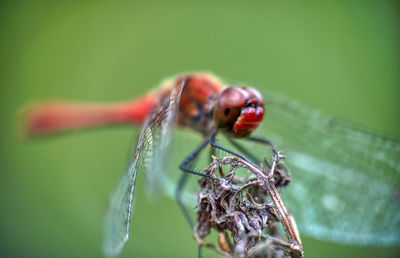 Close-up of dragonfly on leaf