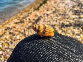 Cropped image of person with snail on thigh at beach