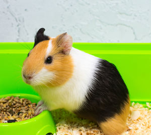 animal