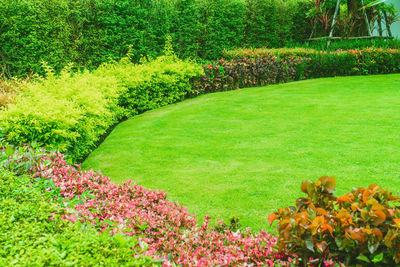 View of flowering plants in garden