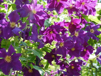 plant