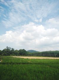 Scenic view of agricultural field against sky