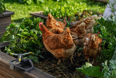 High angle view of chickens on field