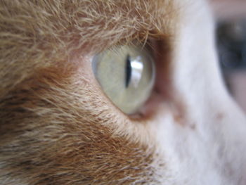 Close-up portrait of cat