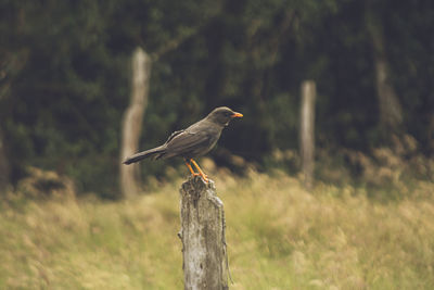 Bird perching on grass