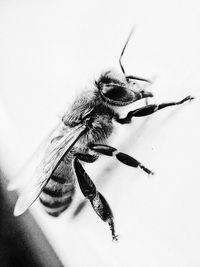 Close-up of bee over white background