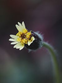 Close-up of bee on yellow flower