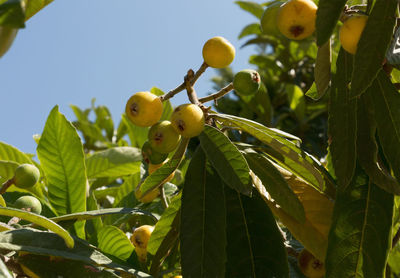 Low angle view of fruits on tree