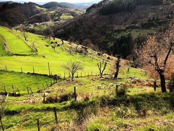 Scenic view of agricultural field