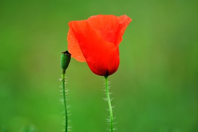 Close-up of red poppy flower