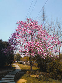 Pink cherry blossoms against sky