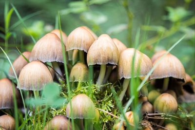 Close-up of plant growing on field