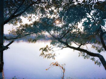 Low angle view of trees against sky in forest