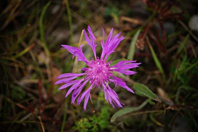 Close-up of pink flower