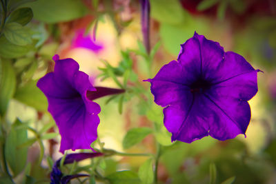 Close-up of purple flowering plants