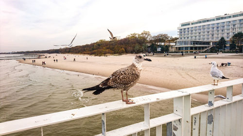 Seagulls perching on railing by sea against sky