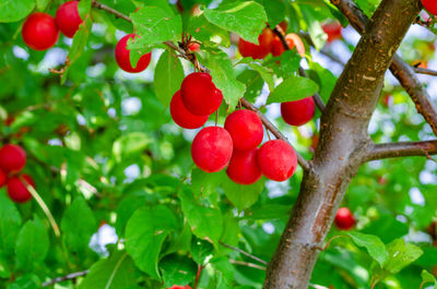 Close-up of red berries growing on tree