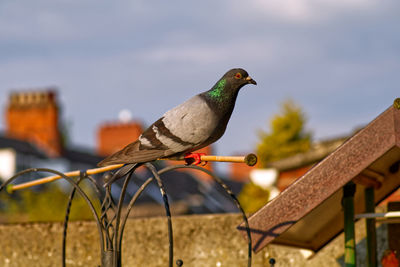 Low angle view of bird perching on roof against sky
