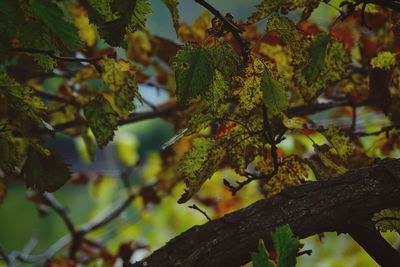 Low angle view of a tree