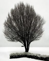 Bare tree on field against sky during winter