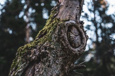 Close-up of dead tree trunk in forest