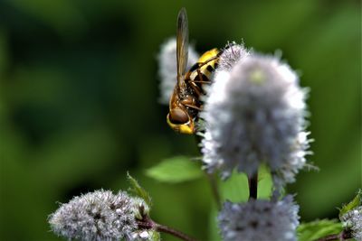 Close-up of bee on flower