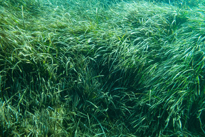 Full frame shot of fish underwater