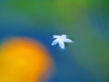 Close-up of white flowering plant against blue sky