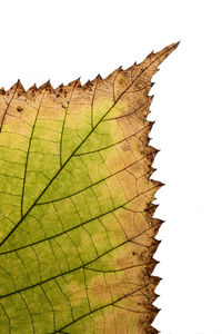 Close-up of maple leaf on white background