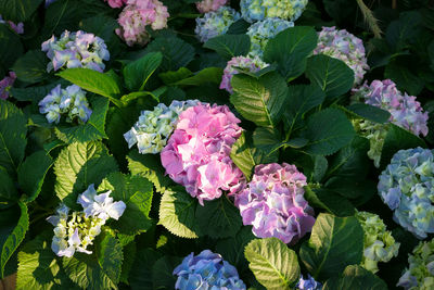 Close-up of purple hydrangea flowers