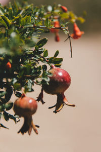 Close-up of berries on tree