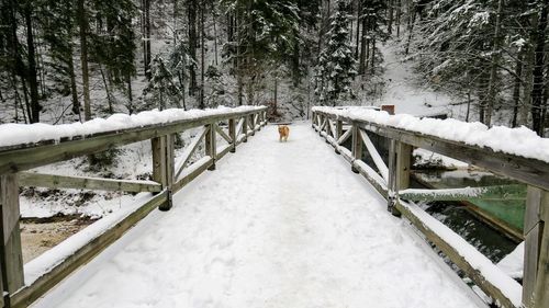 Snow covered railing in forest