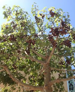 Low angle view of flowering tree against sky