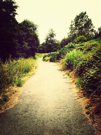 Road passing through forest