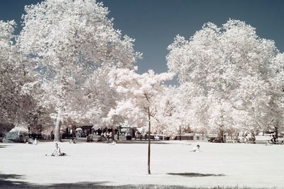 Snow covered trees in park against sky