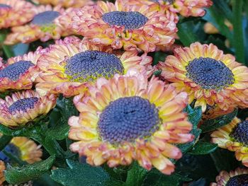 High angle view of flowering plants
