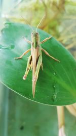 Close-up of insect on leaf