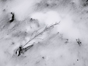 High angle view of crab on sand