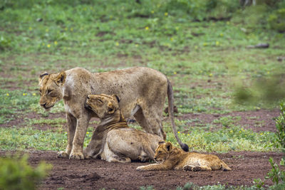 Lionesses relaxing on land