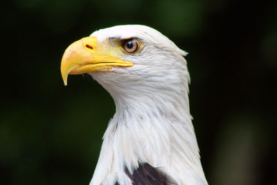 Alert bald eagle looking away 